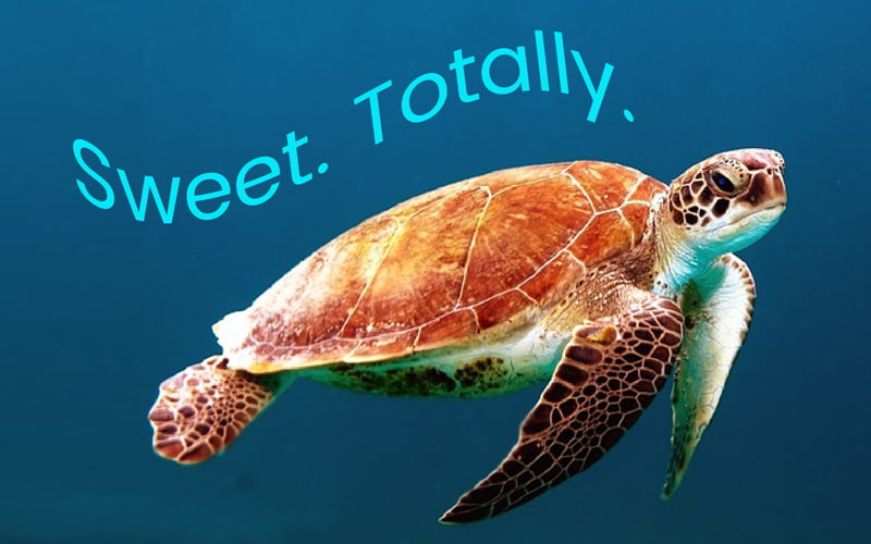 Sweet Sea turtle image