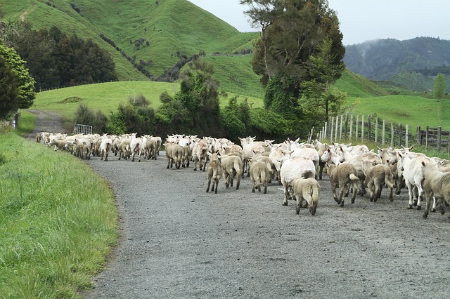 Sheep herded down the road